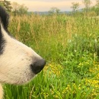 尾も白い犬のはなし 3 高安犬物語 穂音 ほのん Note