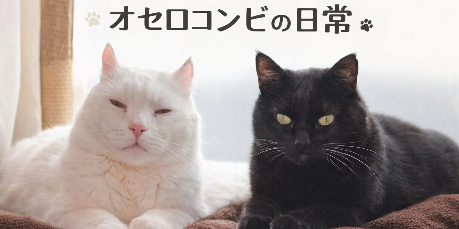 今日も平和です🍀オセロコンビ🤍🖤猫日記😸 - 2026-08｜ねる｜note