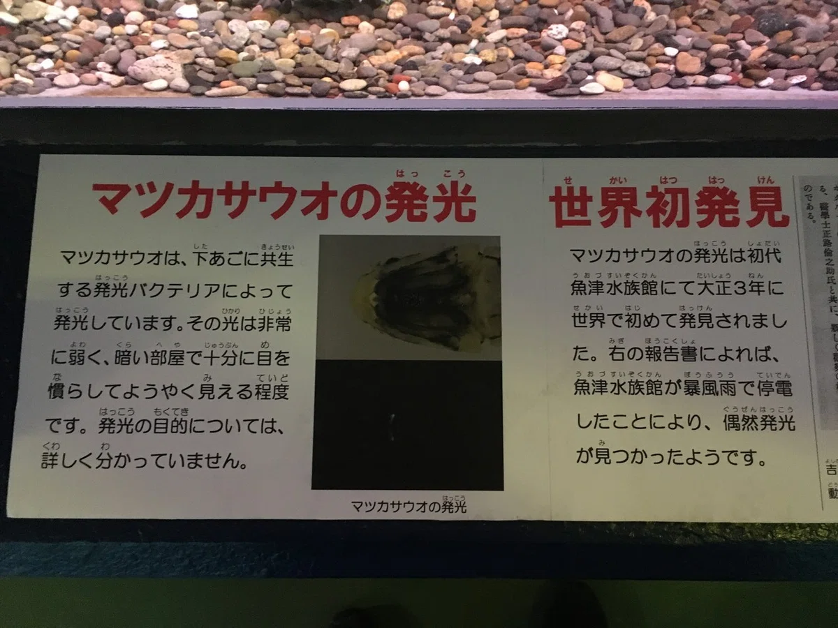 画像6