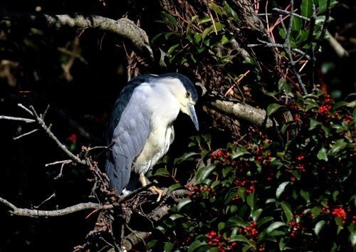見つめるゴイサギ ミニチュア