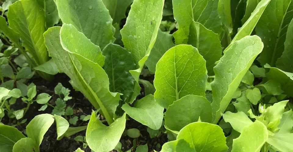 ロメインレタスの栽培 飯野 修 Note