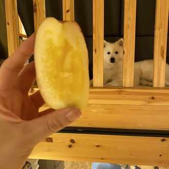 旦那は難病を患ってます 普段は元気だけど発作があると 腹痛 嘔吐 下痢 で入院 それが多い時で月一回 幸い死ぬような病ではないのだけど 本人も私もまぁまぁ大変 だけど 病気に思い悩むより 元気なときに一緒 りんご とぽてち Note