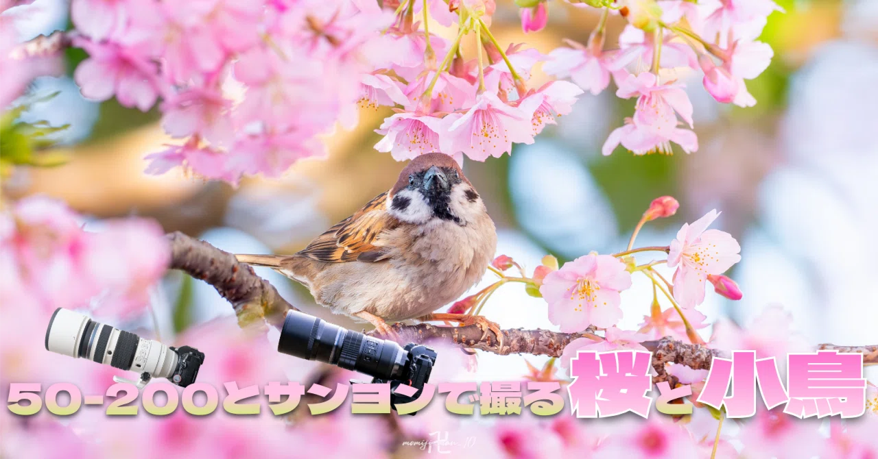 50-200とサンヨンで桜と野鳥を撮りました│画質・性能検証｜もみじ卍ゅ