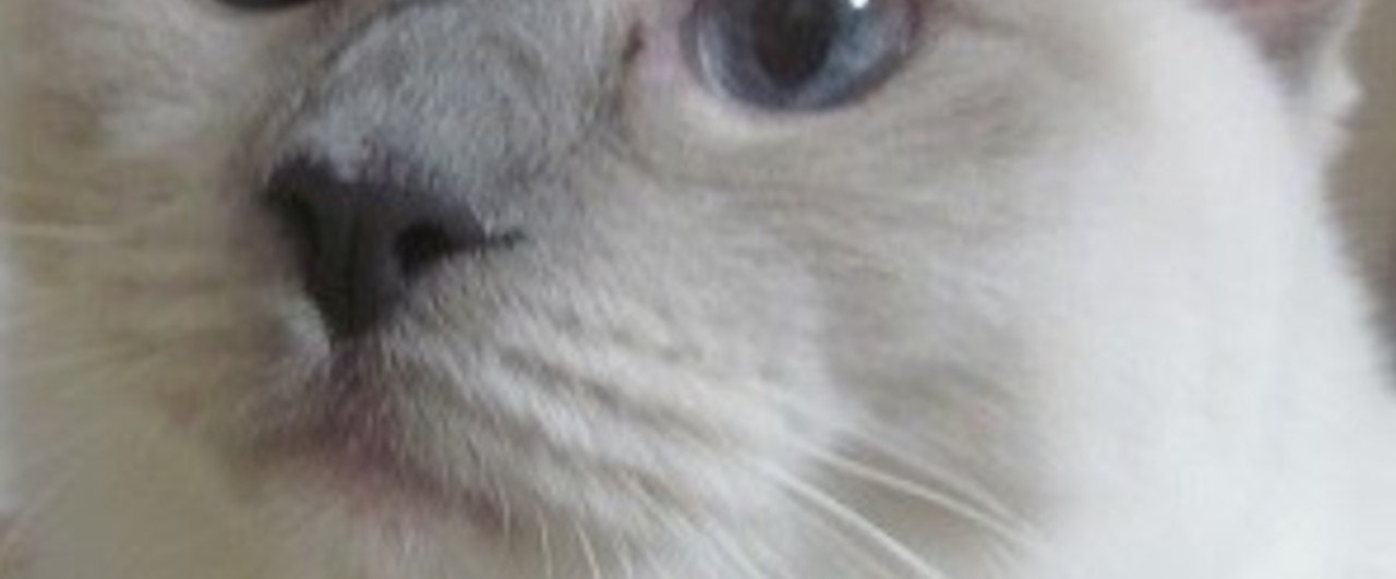 俳句鑑賞 猫の目のまだ昼過ぬ春日かな 鬼貫 Lady Kamaa Note