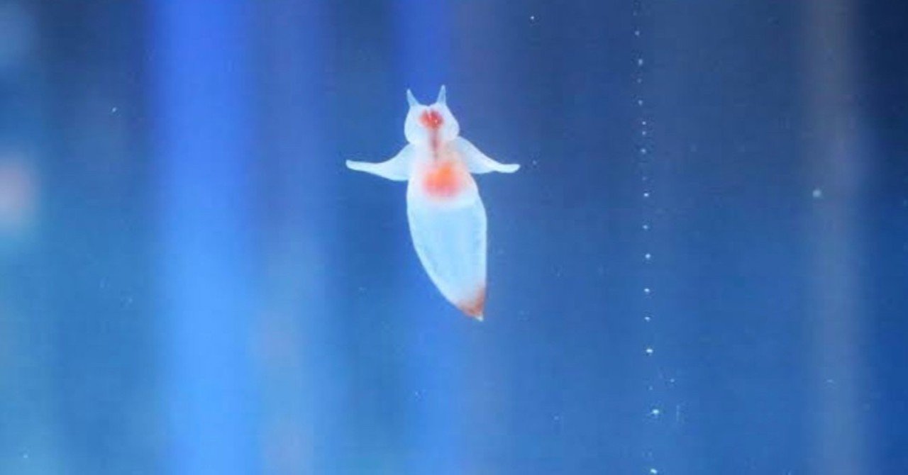 北海道 紋別市｜りんたろー from EXIT