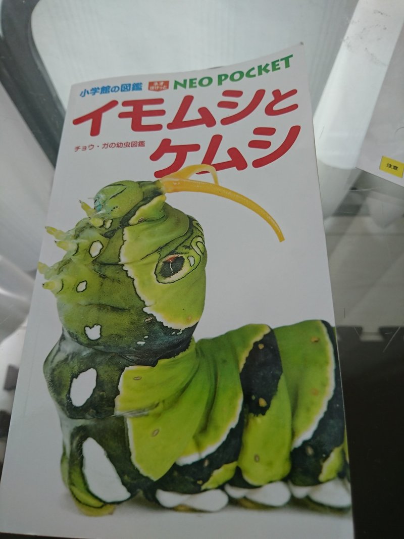 図鑑でリベンジ 外の生き物 今度こそ解答編 昆虫注意 丸山おまる Note