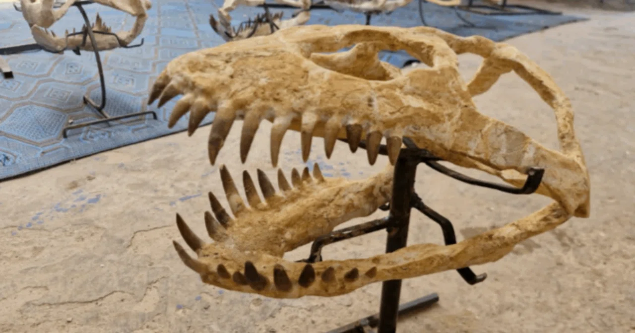 プレシオサウルスの仲間の骨　化石 4.プレシオサウルス類のスカル（頭骨）～日本では超希少な化石