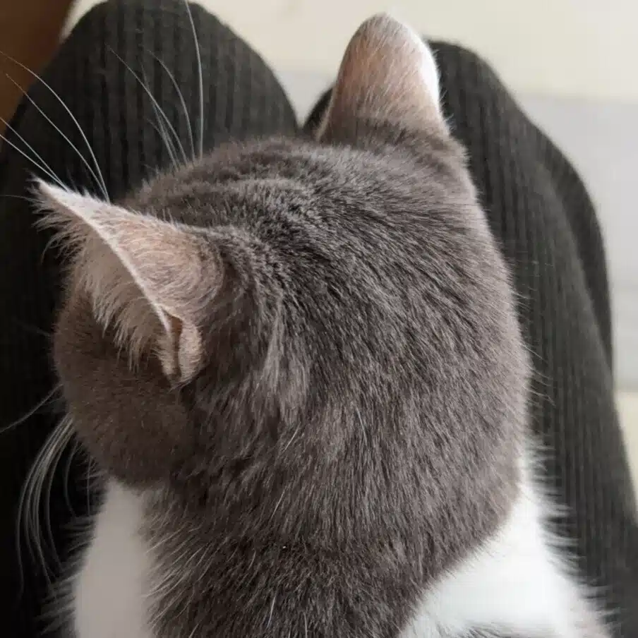 みのむし