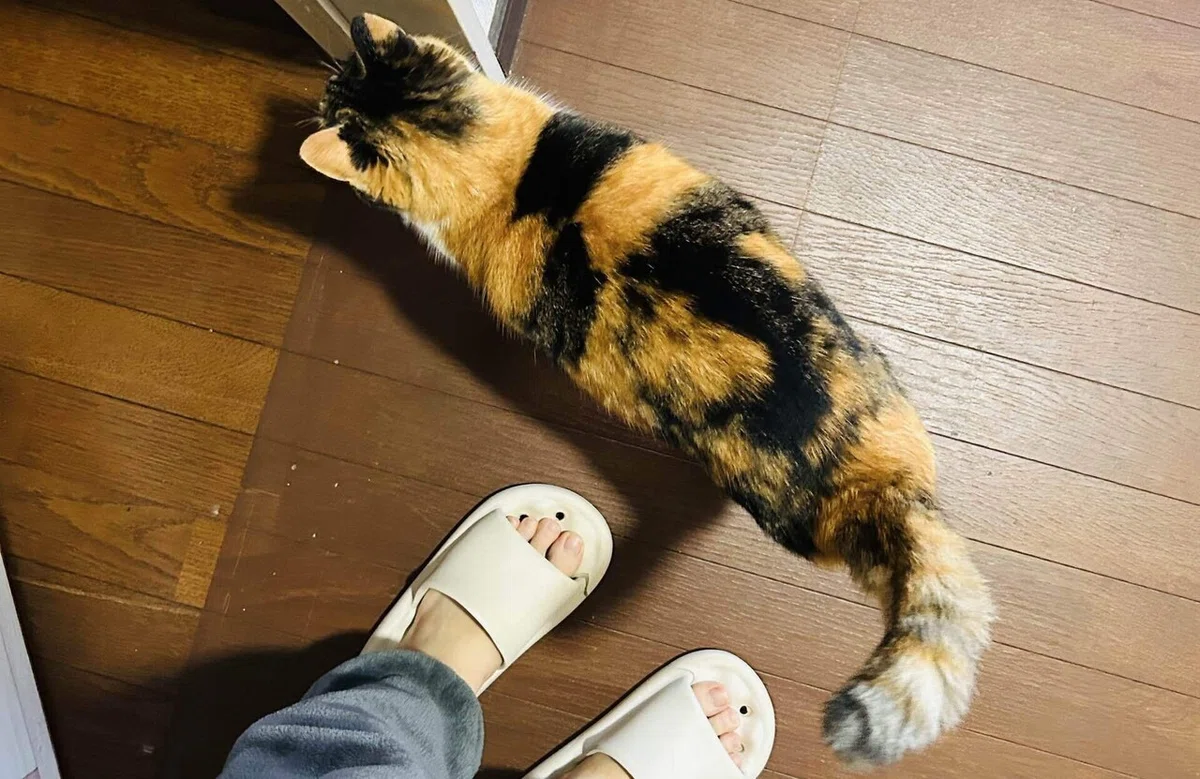 三毛猫