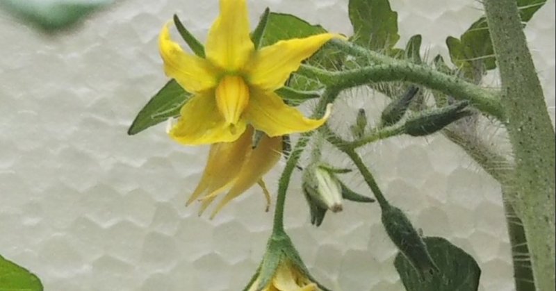 40 ミニトマトの花 百人 Note