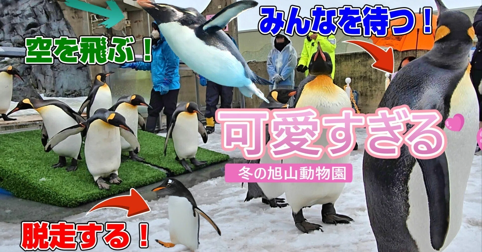 A traffic jam of cuteness😍 The penguin leader waiting for
