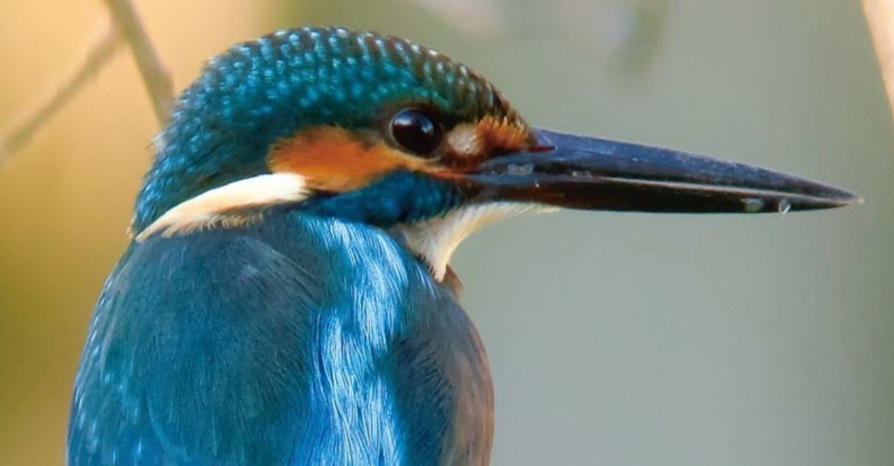 鳥の顔を 正面から見てみよう しまうー Note