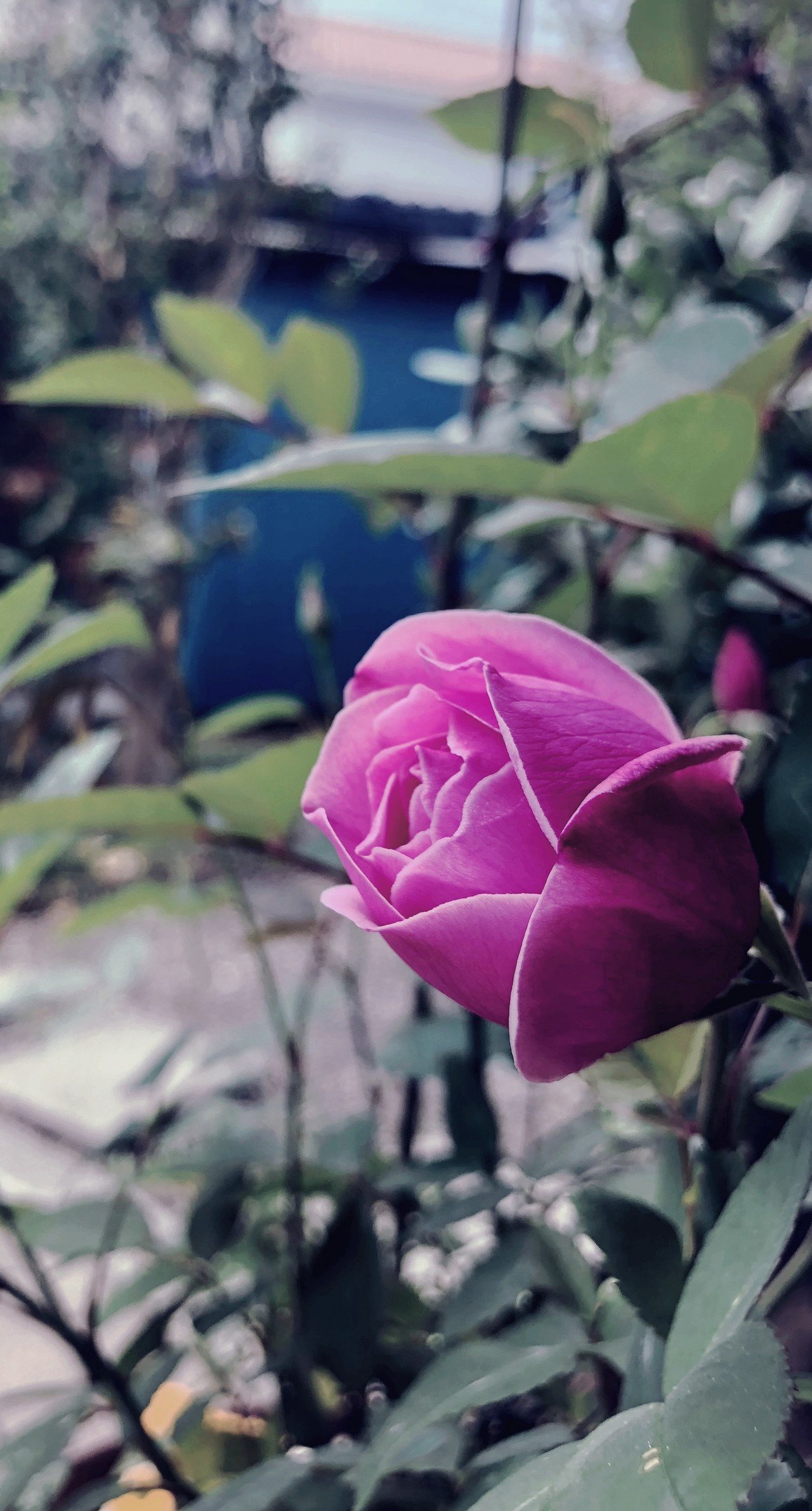 5 15 庚申薔薇 Hiroyuki Yokoyama Note