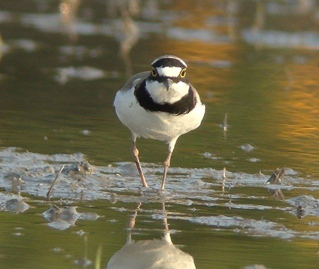 鳥の顔を 正面から見てみよう しまうー Note