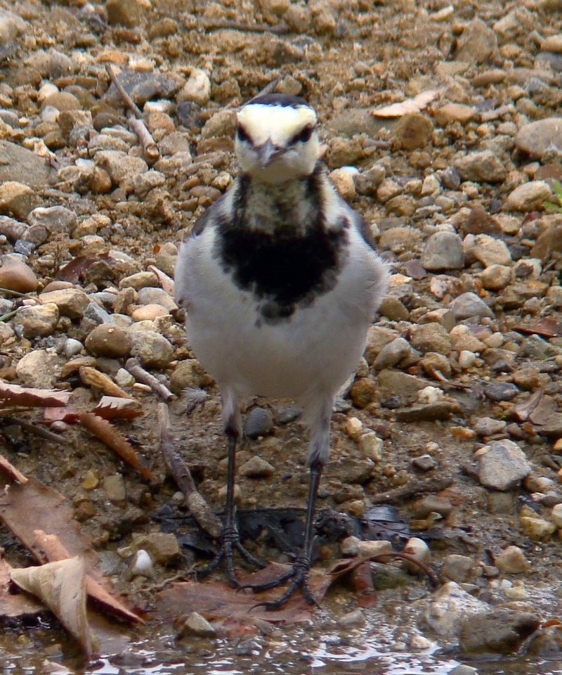 鳥の顔を 正面から見てみよう しまうー Note 鳥の顔を 正面から見てみよう しまうー Note