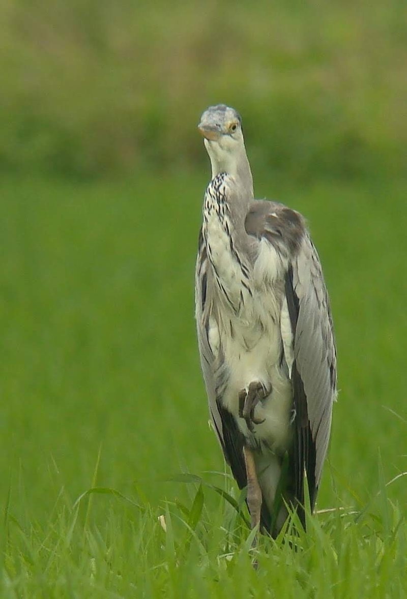 鳥の顔を 正面から見てみよう しまうー Note