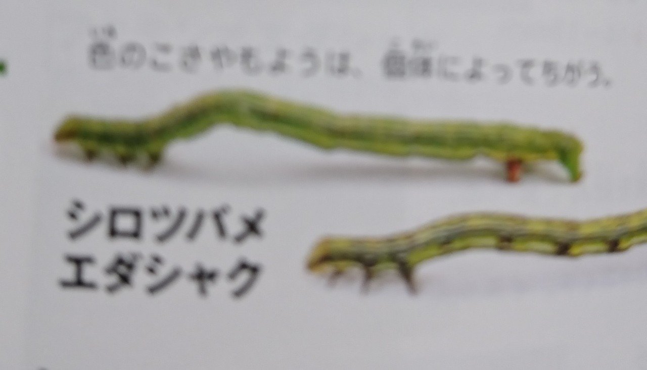 図鑑でリベンジ 外の生き物 今度こそ解答編 昆虫注意 丸山おまる Note 図鑑でリベンジ 外の生き物 今度こそ解答編 昆虫注意 丸山おまる Note