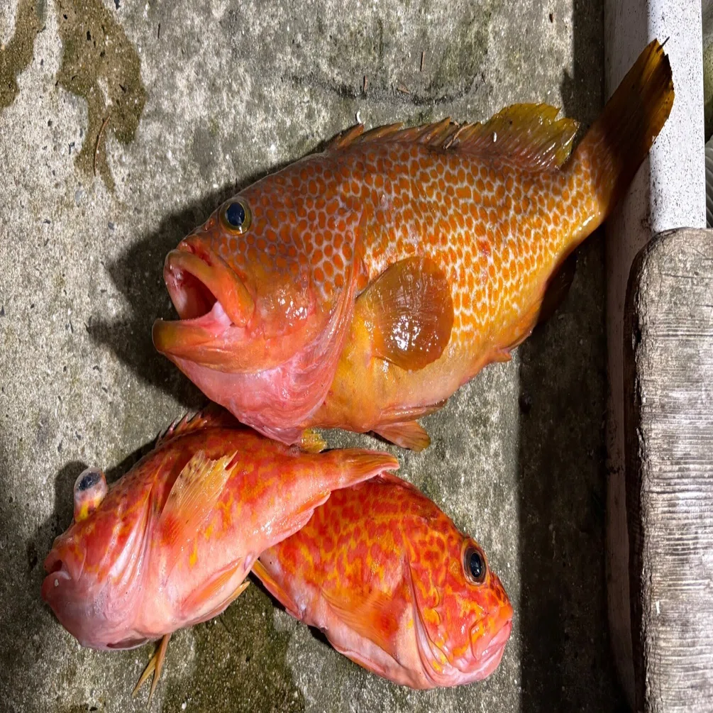 釣行記録】3月中旬の壱岐沖で寒ブリ狙い｜激渋オフショアジギングで