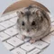 ぎん　じろう