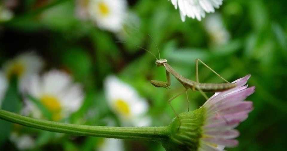 交尾完了後は夫を食べる カマキリの生態を鮮明に激写 Gigazine