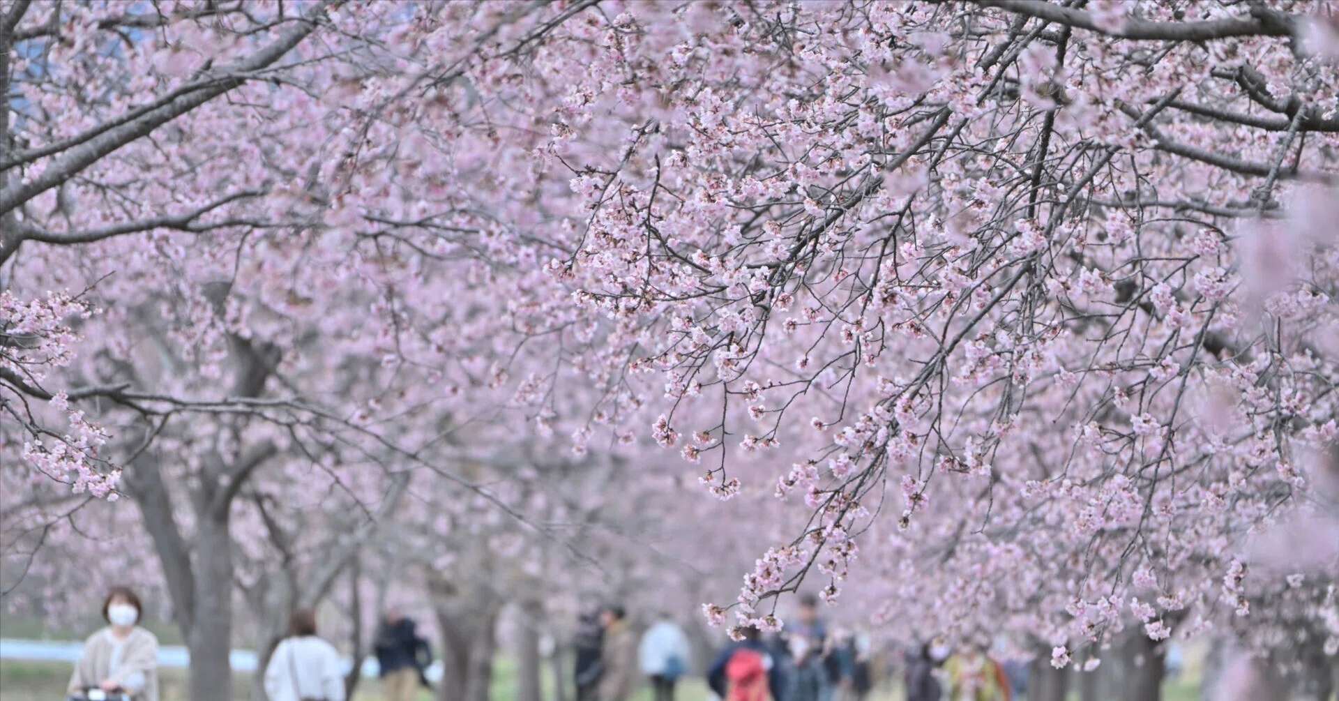 北 浅羽 桜堤 公園