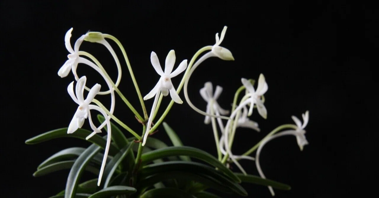 富貴蘭「翠華殿」の花(過去の画像倉庫から)｜KJ Morison