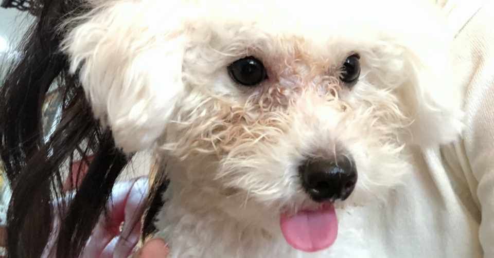 ずっと健康な犬でいて欲しい 犬の椎間板ヘルニア対策 トイプードルと筋トレに救われたアラサー Note