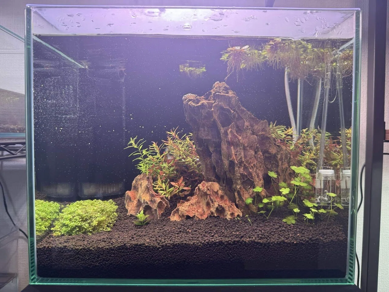 30cm水草水槽 立ち上げ〜1ヶ月目｜ケイ