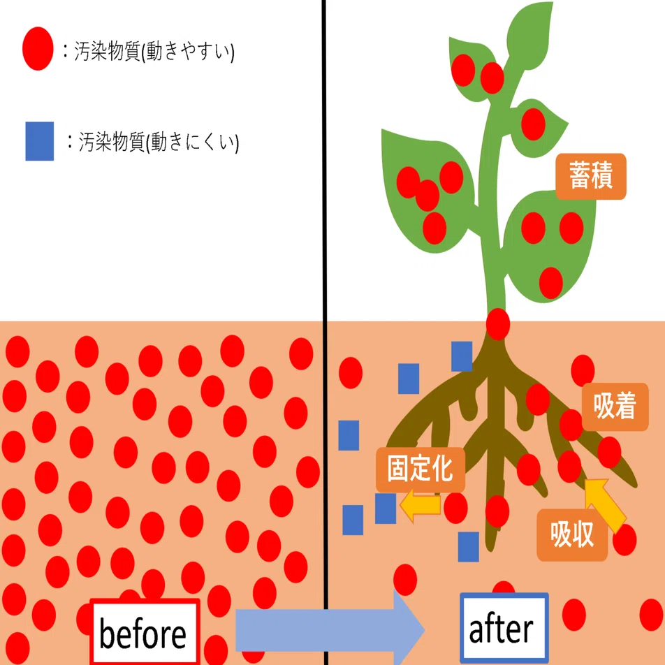 植物を使った技術革命！～環境をきれいにする植物で日々に癒しを