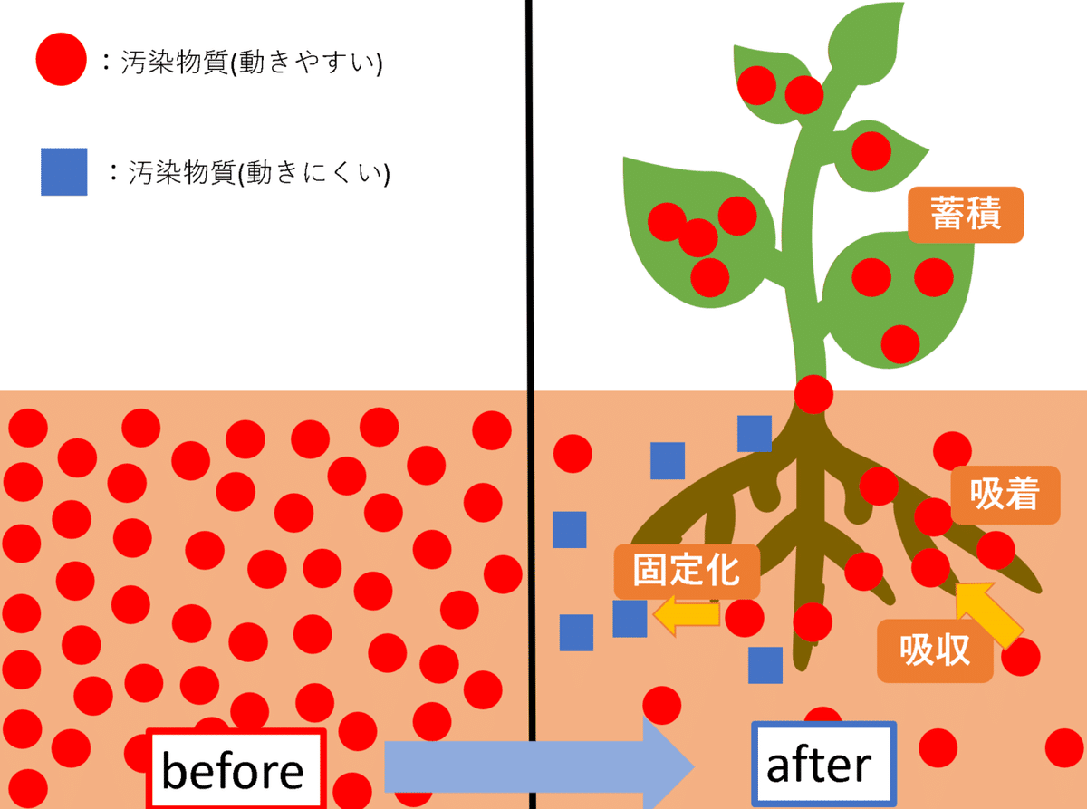 植物を使った技術革命！～環境をきれいにする植物で日々に癒しを