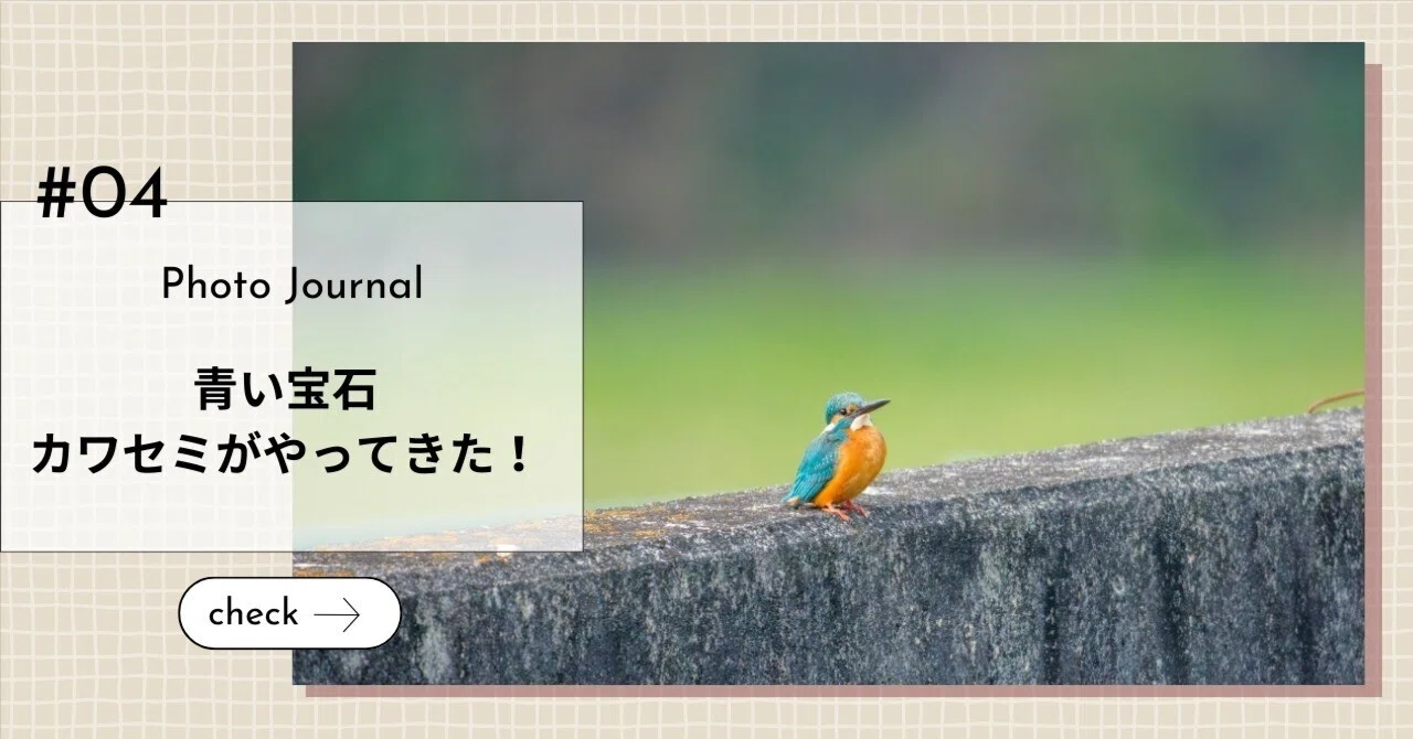 青い宝石、カワセミがやってきた！エビを捕まえる一瞬の生命の輝き