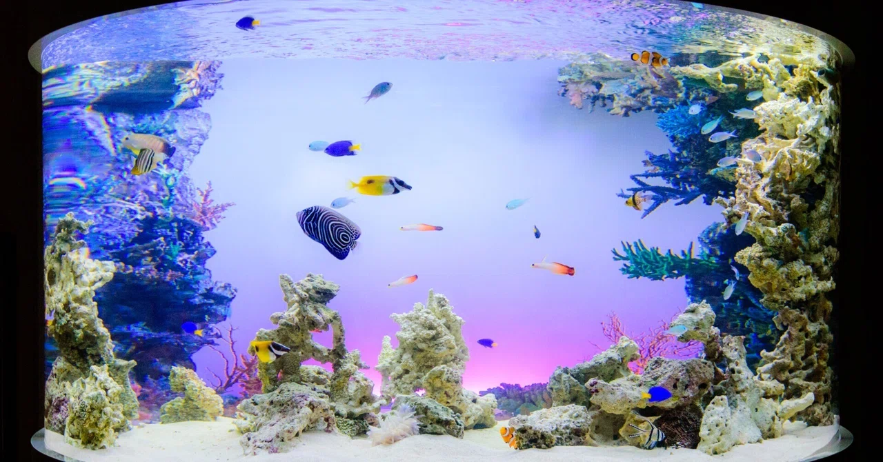 なぜプロの水槽はいつも綺麗なのか？アクアリウムメンテナンス「3つの