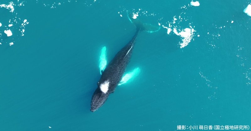 【3.17更新】小中学生向け科学雑誌『子供の科学』で「ひとときの北極通信」を連載中です