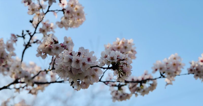 子宮筋腫治療への道 子供という選択 ヨッコイしょうこ Note