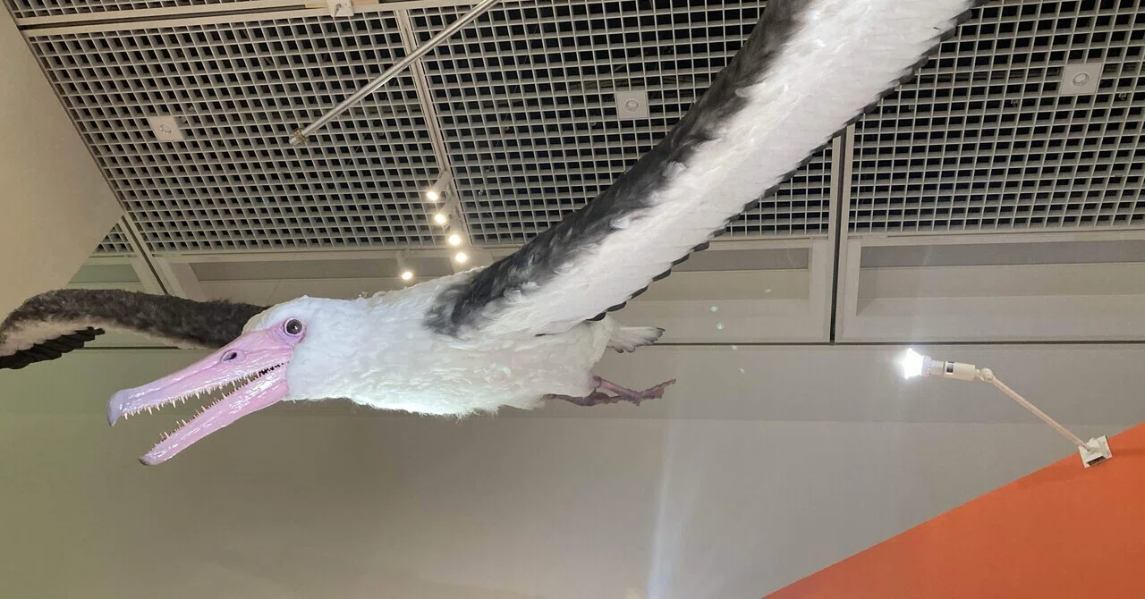 感想】 特別展「鳥 ～ゲノム解析が解き明かす新しい鳥類の系統
