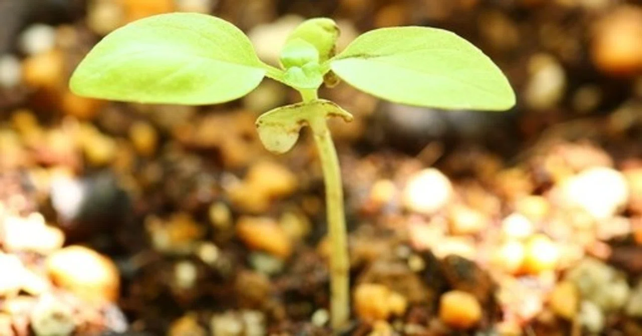 植物を使った技術革命！～環境をきれいにする植物で日々に癒しを