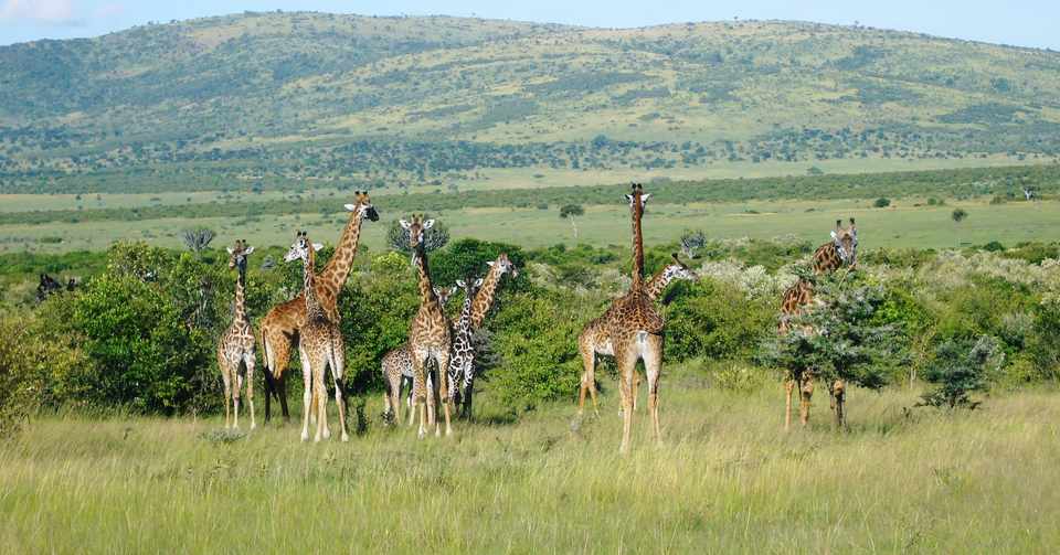 アフリカサファリに行くぞ 黄熱病の予防接種は Sakozou Note