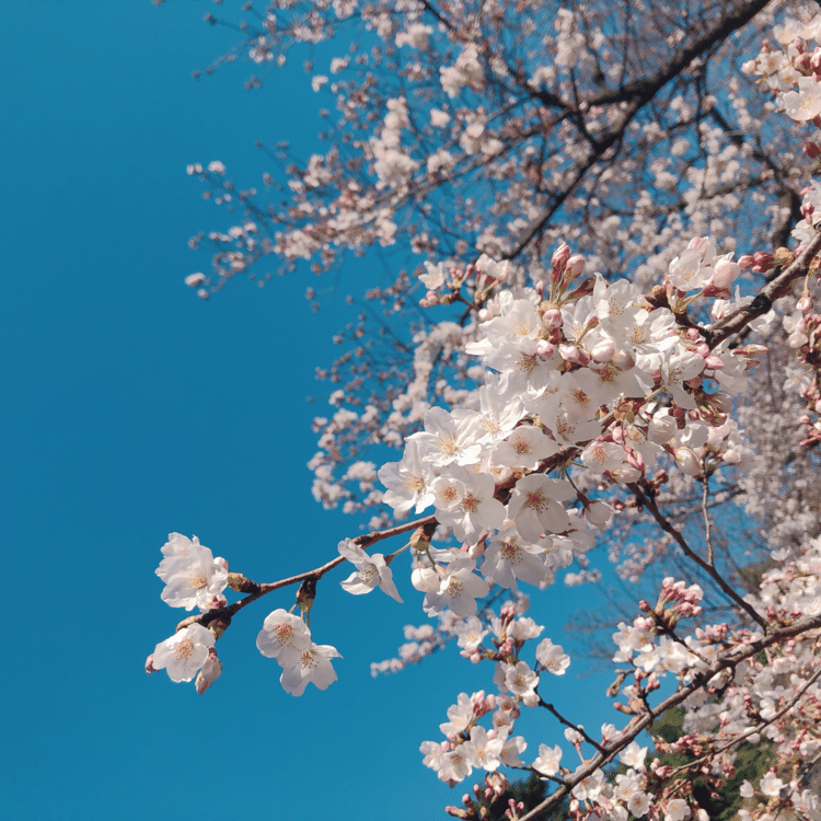 青空にはえる桜。今年はやっぱり満足に楽しむことはできなかったけれど、それでも桜は青空がいちばん似合うと思う。来年はもっと穏やかに見られますように