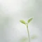 若本 葉 / 短歌と散文
