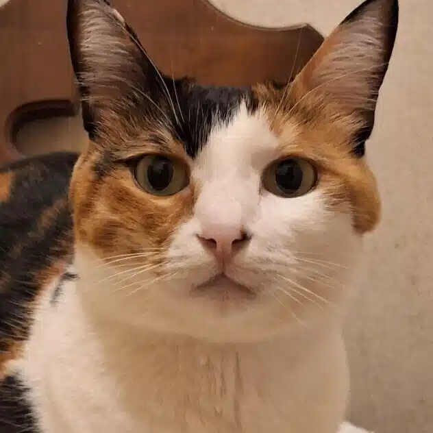 マルクト