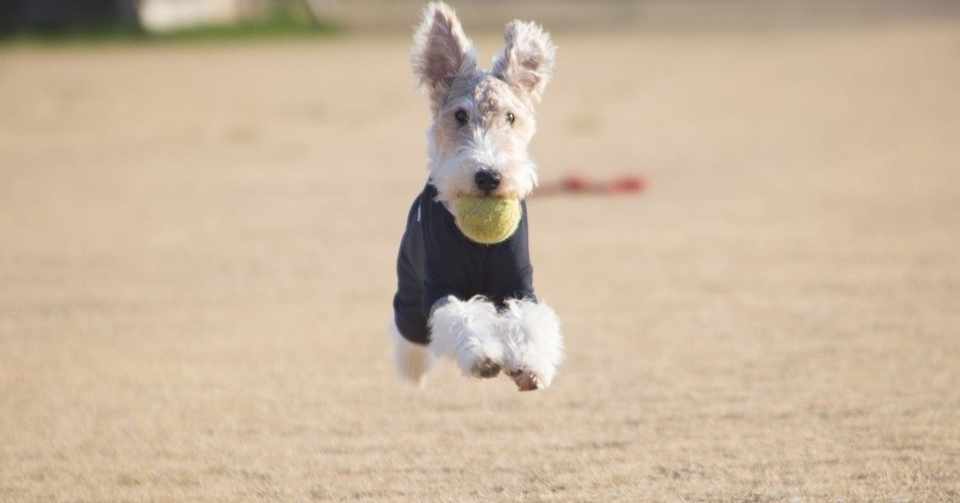 敬語 お座り下さい 私は犬 みおいち 着物で日本語教師のワーママ Note