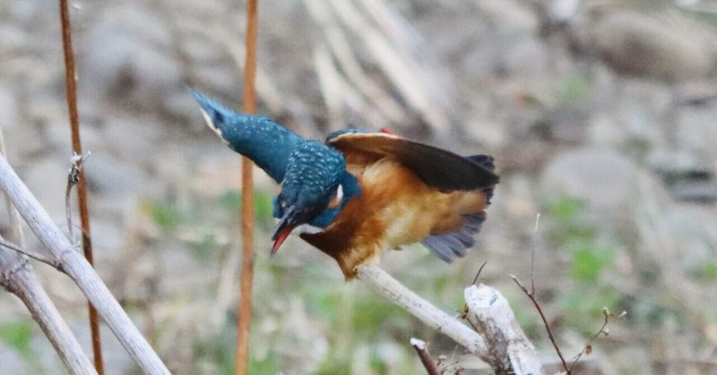 空堀川 春のドラマとモズ