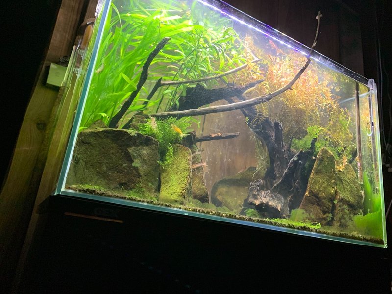 愛してやまない ネイチャーアクアリウム の話 Takuma Tonooka Note 愛してやまない ネイチャーアクアリウム の話 Takuma Tonooka Note