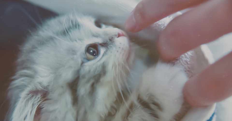 ねことゆいこ フライドポテトを食べに行ったら猫を衝動買いした話 ゆいこ Note