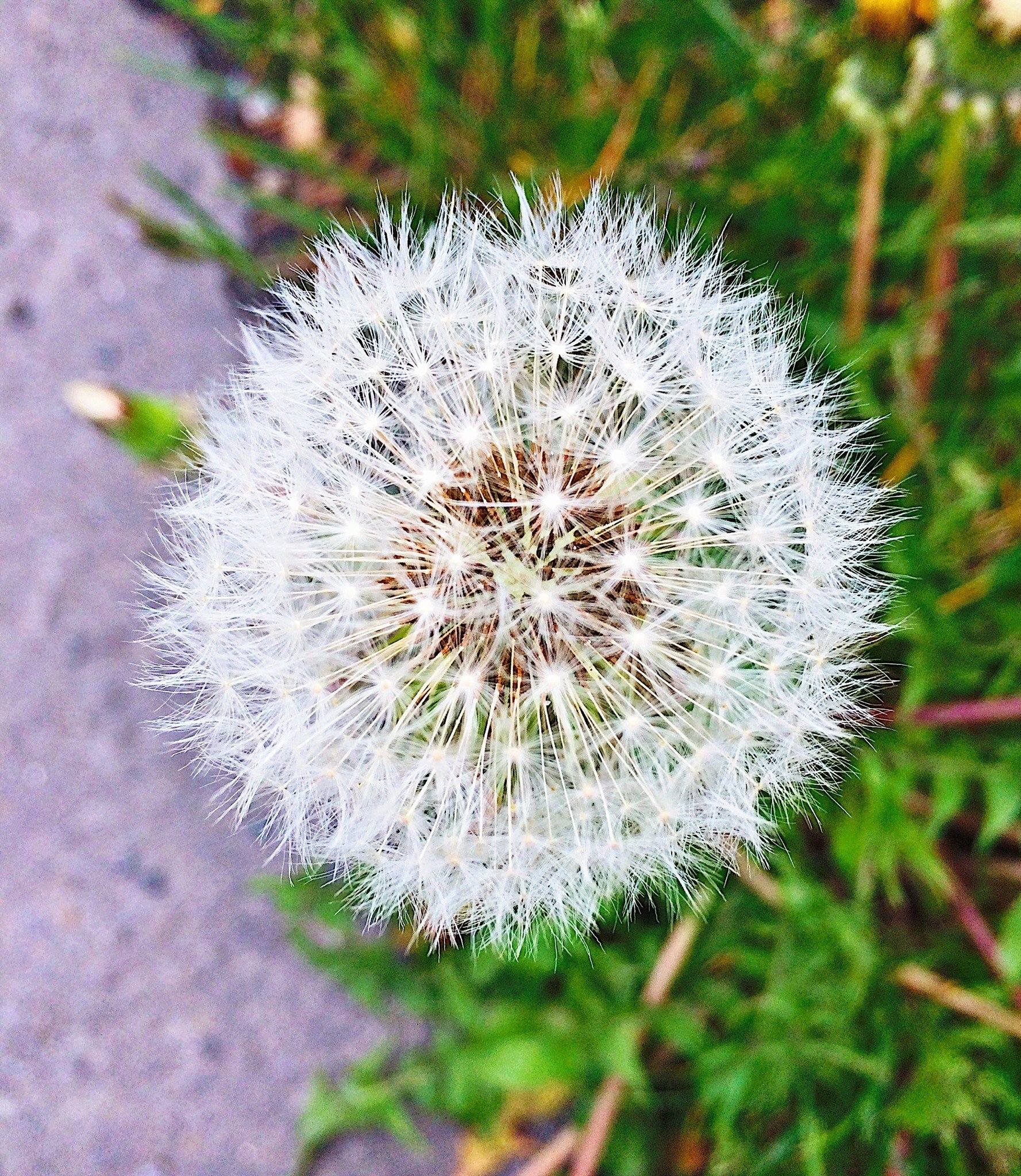 たんぽぽの玉手箱 二行詩人 Note