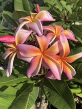 最高のDwarf Singapore Pinkを育てる｜nahai