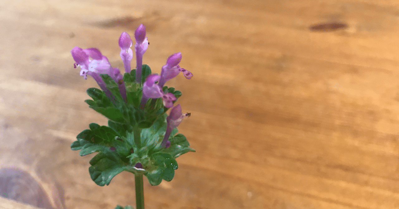 春の七草 ではない ホトケノザとその効能 こうへい いのちがめぐる村づくり Note 春の七草 ではない ホトケノザとその効能 こうへい いのちがめぐる村づくり Note