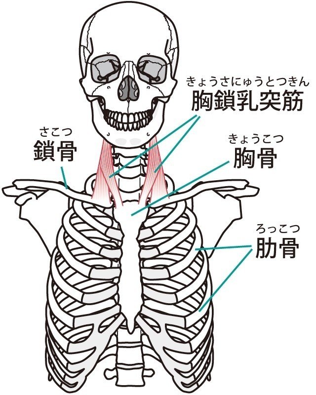 胸鎖乳突筋って知ってますか やましろ接骨院 Note 胸鎖乳突筋って知ってますか やましろ接骨院 Note