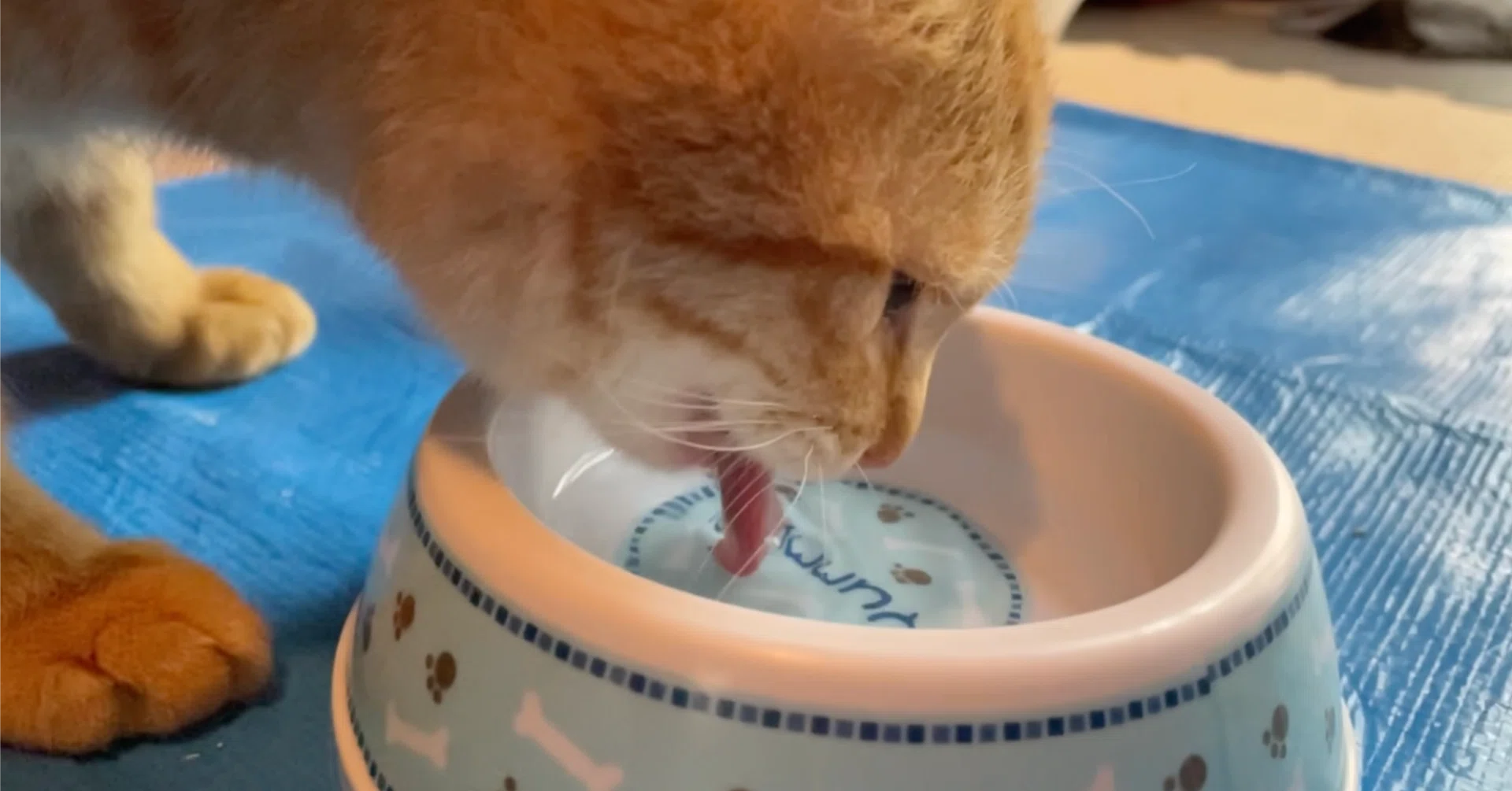 こねこの水飲み 考（暫定）｜shiomikozue