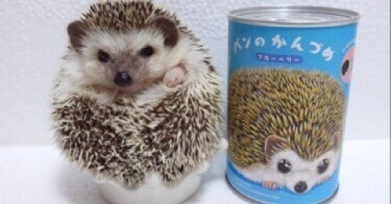 ハリネズミ】可愛すぎる『パンのかんづめ』写真が届きました♪｜金澤麻由子